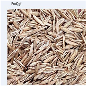 19usd Ngryise 30000Pcs A Set Festuca Arundinacea  seed