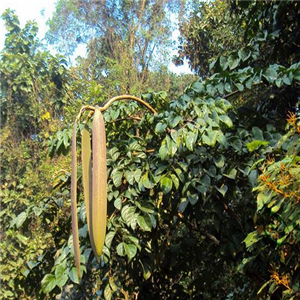 19usd ngryise 3000pcs Oroxylum Indicum seed