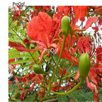 19usd ngryise 300pcs Delonix Regia seed