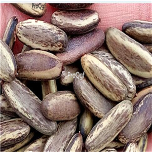 19usd ngryise 300pcs Delonix Regia seed