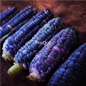 19usd Ngryise 10Pcs A Set blue corn vegetable seed