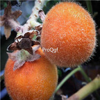 19usd Ngryise 200Pcs A Set peru orange seed