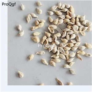 19usd Ngryise 200Pcs A Set peru orange seed