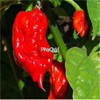 19usd Ngryise 6000Pcs A Set insane carolina reaper seed