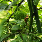 19usd Ngryise 3000Pcs A Set green carolina seed