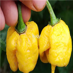 19usd Ngryise 3000Pcs A Set 7 pot chaguanas yellow seed