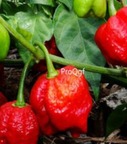 19Usd ngryise 3000pcs trinidad moruga scorpion  SEED