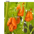 19usd Ngryise 3000Pcs A Set yellow trinidad moruga scorpion  seed