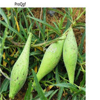 19usd Ngryise 80Pcs A Set Cynanchum thesioides  seed