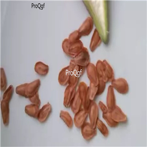19usd Ngryise 80Pcs A Set Cynanchum thesioides  seed
