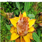 19usd Ngryise 100Pcs A Set Musella lasiocarpa seed