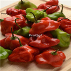 19usd Ngryise 5000Pcs A Set flying saucer shape pepper seed