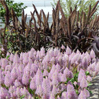19usd Ngryise 9000Pcs A Set Ptilotus exaltatus zilimi seed
