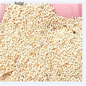 19usd Ngryise 9000Pcs A Set Ptilotus exaltatus zilimi seed