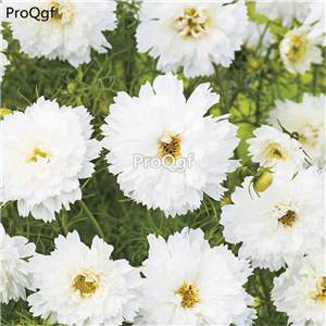 19usd Ngryise 9000Pcs A Set double petal cosmos white  seed