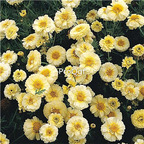 19usd Ngryise 8000Pcs A Set united kingdom Chrysanthemum coronarium seed