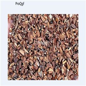 19usd Ngryise 8000Pcs A Set united kingdom Chrysanthemum coronarium seed