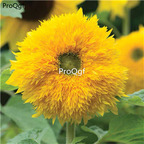 19usd Ngryise 3000Pcs A Set gold energy sunflower seed