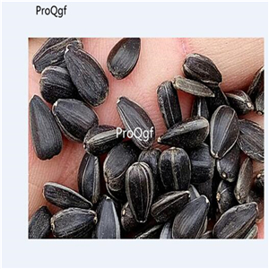 19usd Ngryise 3000Pcs A Set gold energy sunflower seed