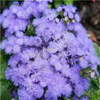 19usd Ngryise 8000Pcs A Set Ageratum conyzoides seed