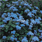 19usd Ngryise 8000Pcs A Set blue Ageratum conyzoides seed