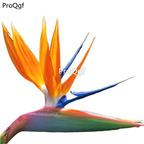 19usd Ngryise 20Pcs A Set Strelitzia reginae seed