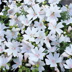 19usd Ngryise 3000Pcs A Set white Malva sinensis shukui seed