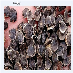 19usd Ngryise 3000Pcs A Set white Malva sinensis shukui seed