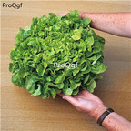 19usd Ngryise 8000Pcs A Set united kingdom Lactuca sativa lettuce seed