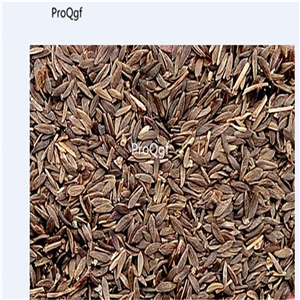 19usd Ngryise 8000Pcs A Set united kingdom Lactuca sativa lettuce seed