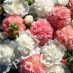 19usd Ngryise 3000Pcs A Set bride color Althaea rosea seed