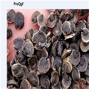 19usd Ngryise 3000Pcs A Set bride color Althaea rosea seed