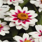 19usd Ngryise 3000Pcs A Set Zinnia elegans xingguang seed