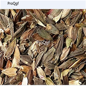 19usd Ngryise 3000Pcs A Set Zinnia elegans xingguang seed