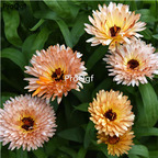 19usd Ngryise 3000Pcs A Set orange star Calendula officinalis  seed