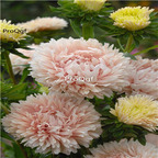 19usd Ngryise 3000Pcs A Set giant pink Callistephus chinensis  seed