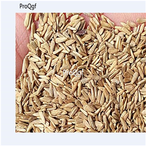 19usd Ngryise 3000Pcs A Set giant pink Callistephus chinensis  seed