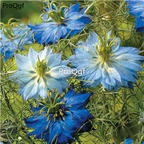 19usd Ngryise 9000Pcs A Set blue sky series Nigella damascena  seed