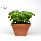 19usd Ngryise 9000Pcs A Set italy Ocimum basilicum  seed
