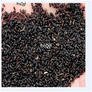 19usd Ngryise 9000Pcs A Set italy Ocimum basilicum  seed