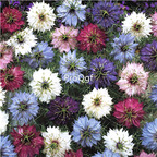 19usd Ngryise 9000Pcs A Set jewelry Nigella damascena seed