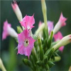 19usd Ngryise 9000Pcs A Set Nicotiana alata Link zhenzhumei seed