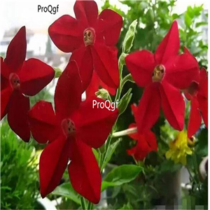 19usd Ngryise 9000Pcs A Set Nicotiana alata Link zhenzhumei seed