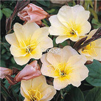 19usd Ngryise 9000Pcs A Set lemon sunset Oenothera biennis seed