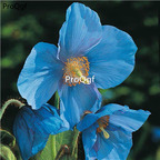 19usd Ngryise 9000Pcs A Set blue angel poppy seed