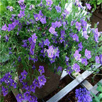 19usd Ngryise 9000Pcs A Set Cupflower yama seed
