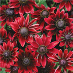 19usd Ngryise 6000Pcs A Set red sun Rudbeckia laciniata  seed