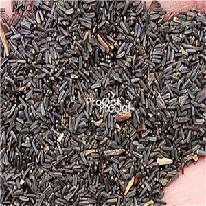 19usd Ngryise 6000Pcs A Set red sun Rudbeckia laciniata  seed
