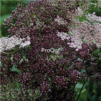 19usd Ngryise 3000Pcs A Set Raphanus raphanistrum Linnaeus seed