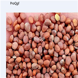 19usd Ngryise 3000Pcs A Set Raphanus raphanistrum Linnaeus seed